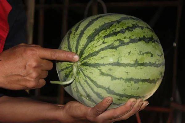 延津吃瓜最新视频,揭秘最新视频背后的热点事件