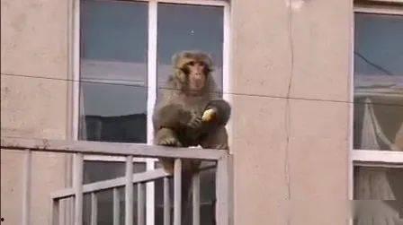 青岛网红猴,猴趣横生，魅力青岛新地标