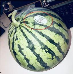 网红瑶吃瓜,揭秘娱乐圈幕后真相