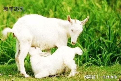 没烦恼的小羊吃瓜,揭秘田园生活的甜蜜时光