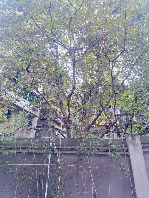 鹿冲关路新闻头条,多车连环相撞，交通受阻紧急救援中