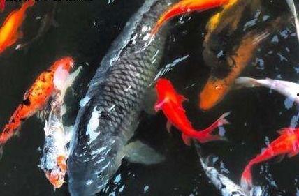 网红鲤鱼莽子,网络红人崛起之路