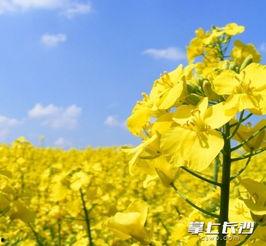 岳阳赏花小红书网红,小红书网红带你领略春日花海