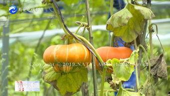 太空香炉瓜咋吃,太空香炉瓜的独特食用方法揭秘