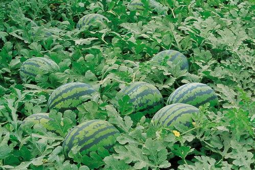 菀菀的吃瓜日记,揭秘娱乐圈幕后故事