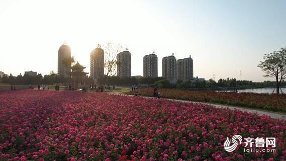 昌乐县网红,崛起的县域新势力