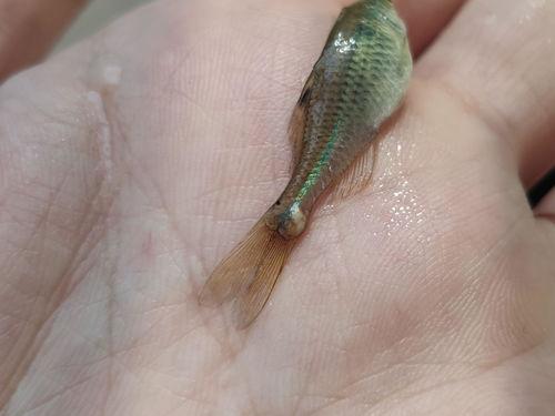 什么动物吃小瓜虫,揭秘生态平衡的奇妙现象