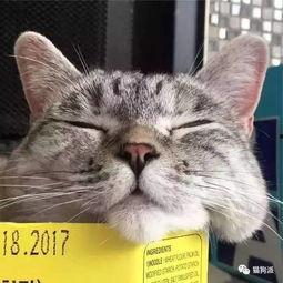 网红猫栗子是什么猫,揭秘这只萌宠的独特魅力