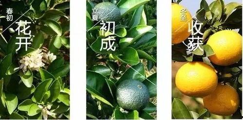 甜柚吃瓜,揭秘娱乐圈甜蜜背后的瓜田秘事