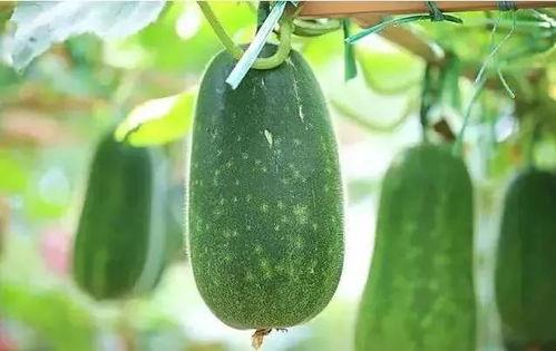 瓜多久可以吃,探索不同瓜类成熟时间与食用指南